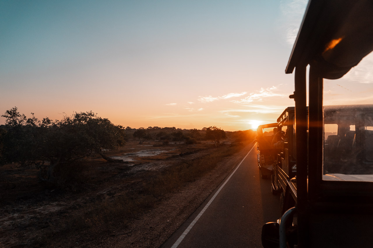 Safari in Yala National Park with sunset