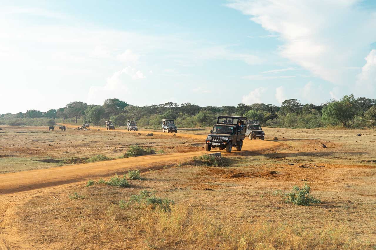 Safarin In Yala National Park