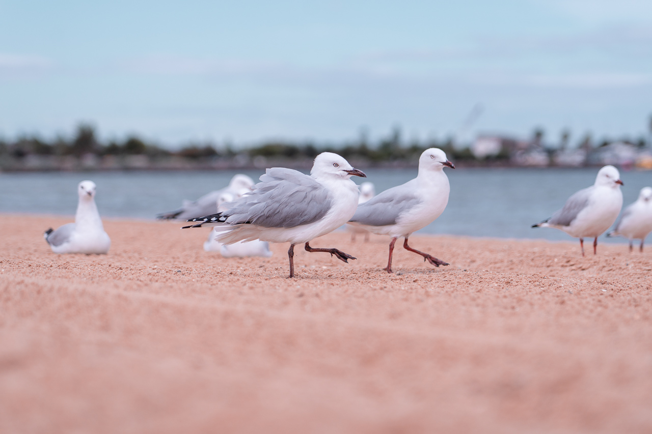 St Kilda Beach2-WEB36 - Melbourne itinerary