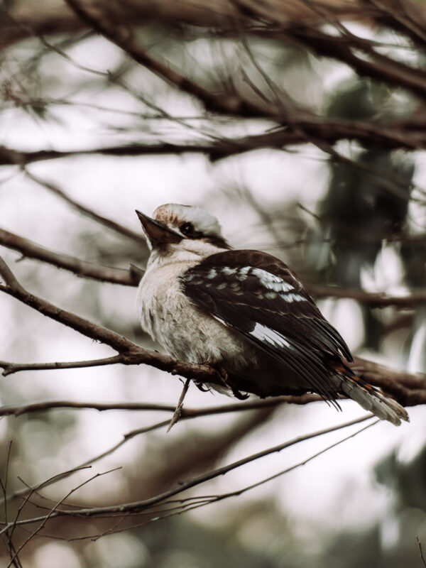 Great Otway NP - Kookabarru bird30- BLOGPOST