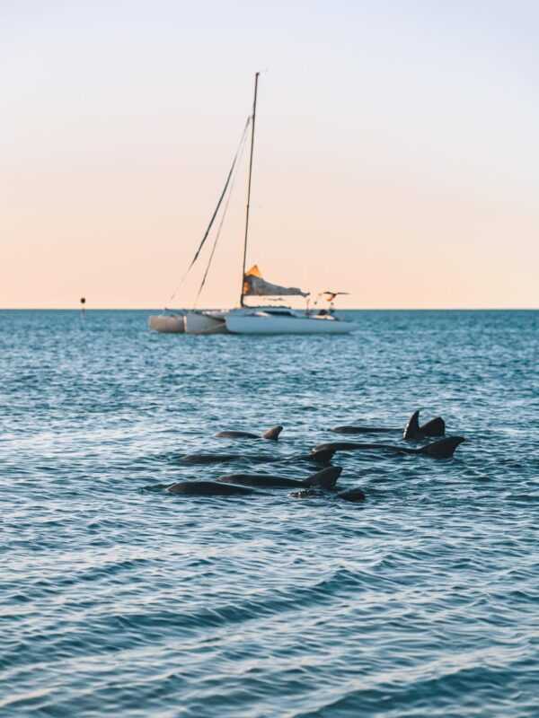 Monkey Mia - Sunset dolphins22- BLOGPOST