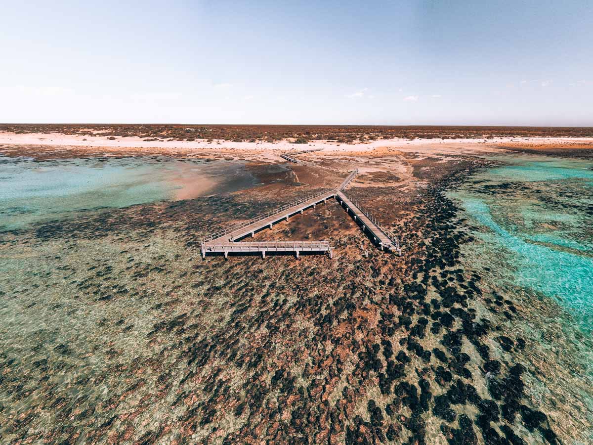 Shark Bay - Stromalites - Hamelin Pool