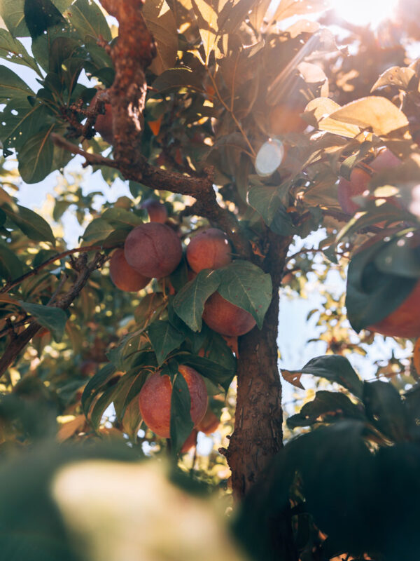 Perth Hills - S&R Orchard15- BLOGPOST