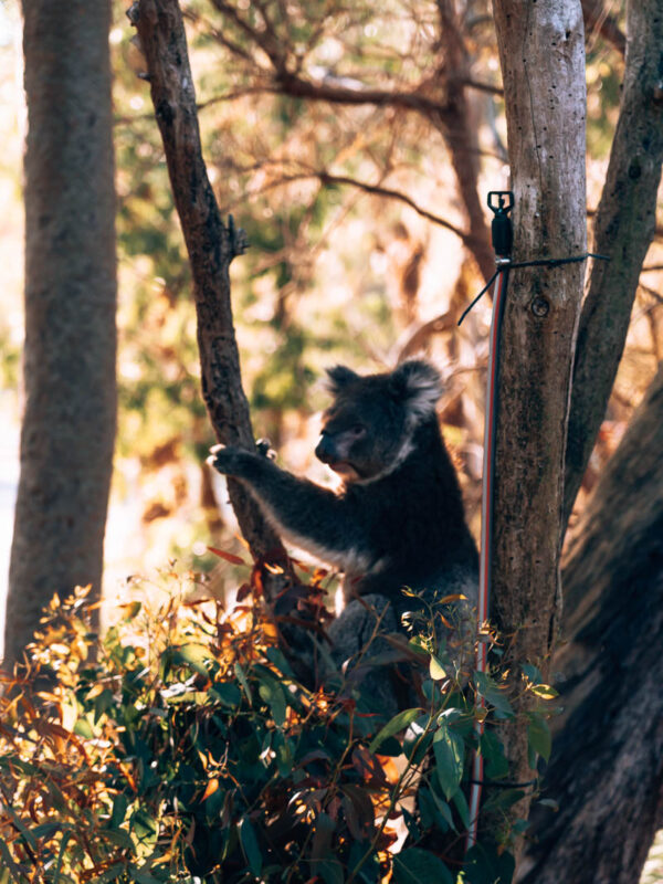 Yanchep NP83- BLOGPOST