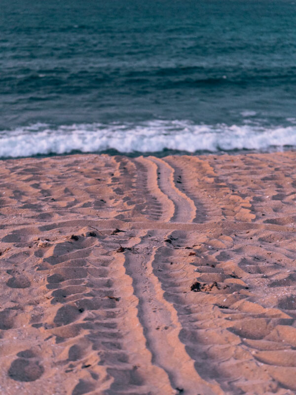 Exmouth - Hunter Beach turtle nest4- BLOGPOST