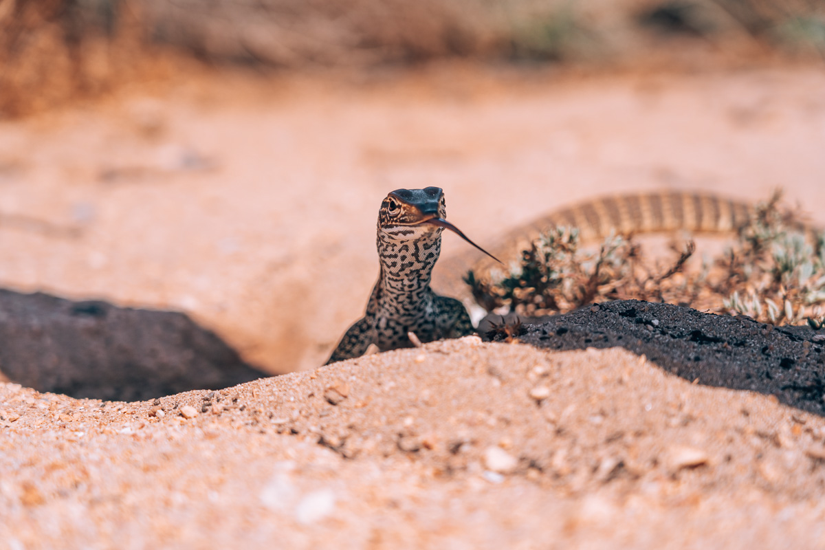 Exmouth - Lizard at Kurrajong Campground22- BLOGPOST