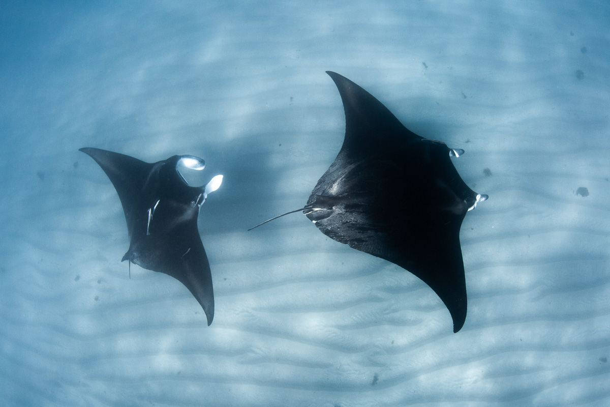 Exmouth - Manta Rays - BLOGPOST9