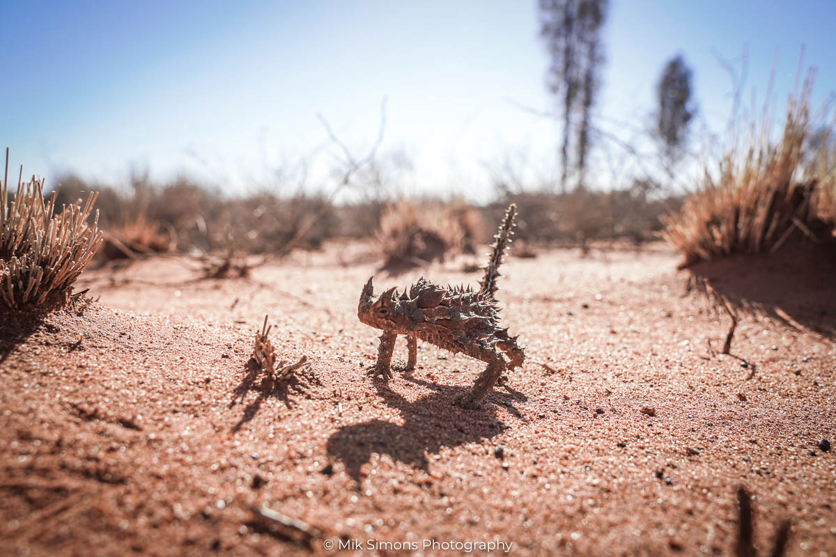 Kata Tjuta NP - Thorny Devil16- BLOGPOST