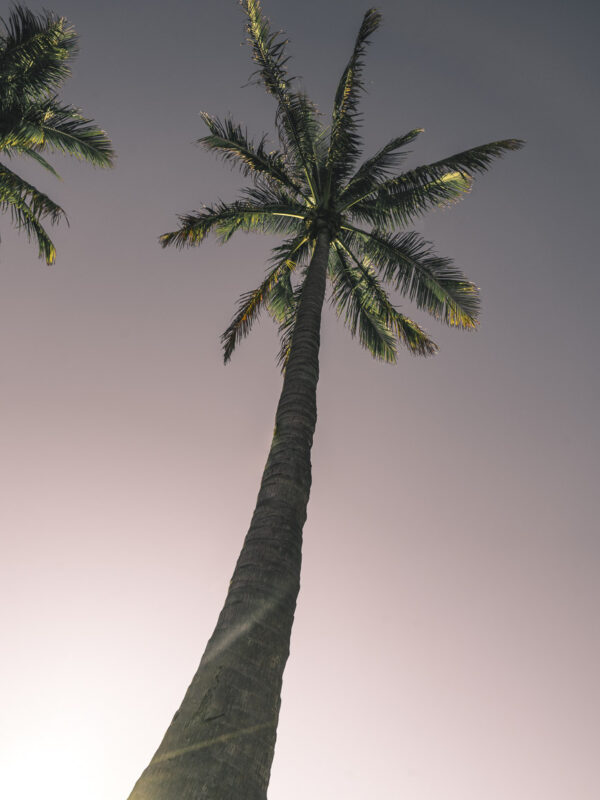 Carnarvon - Palmtrees12- BLOGPOST