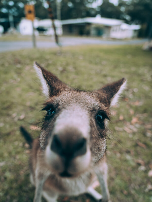 Bushy Tail Caravan Park - Kangeroos24- BLOGPOST