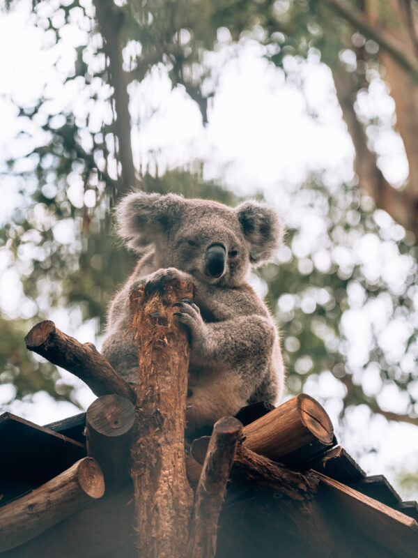 Koala Hospital Port Macquarie 7- BLOGPOST