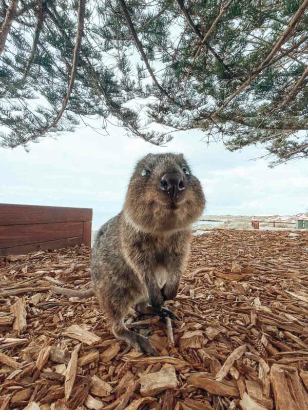 The Basin - Rottnest Island1