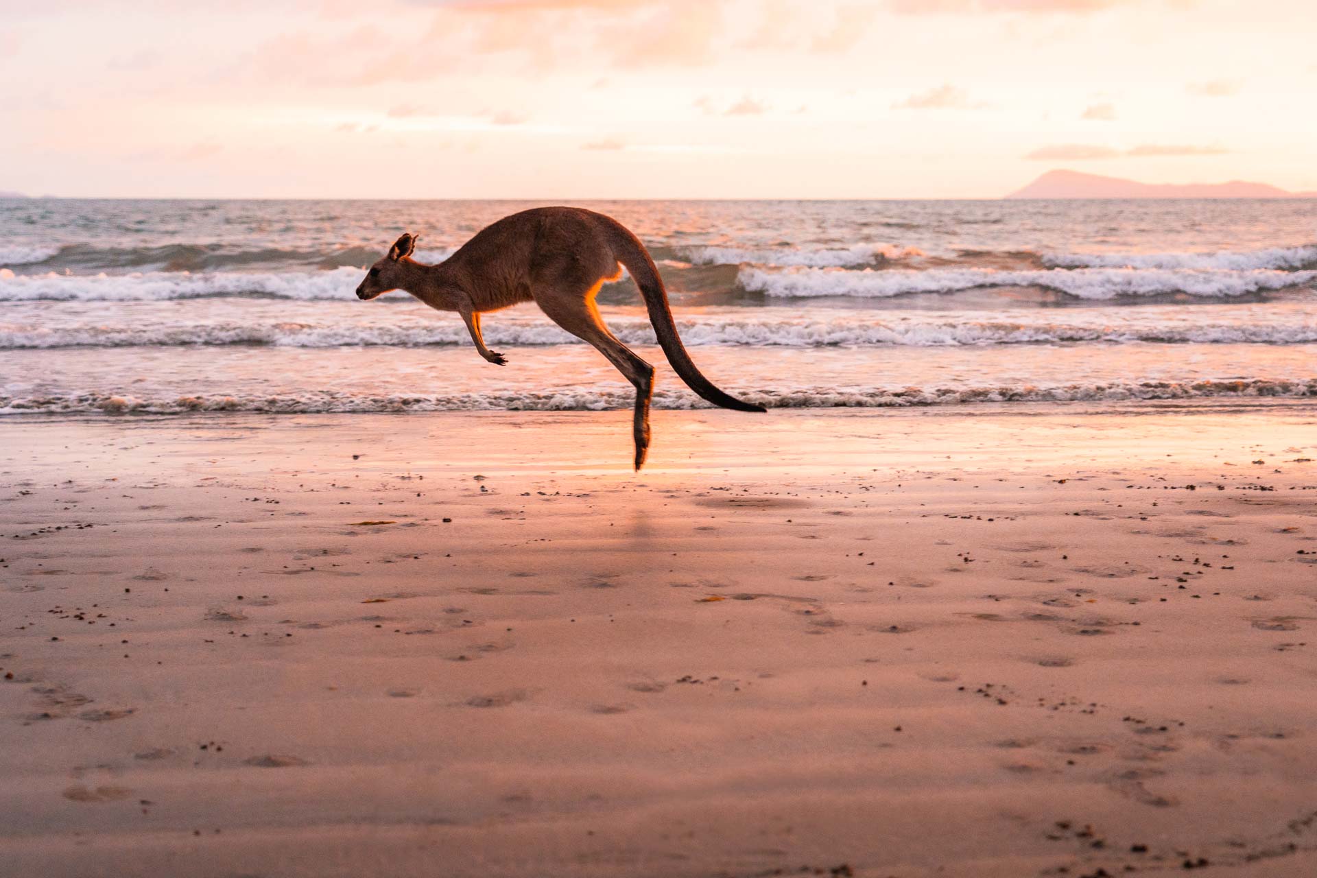 Cape Hillsborough - Kangeroes on the beach68- BLOGPOST HQ