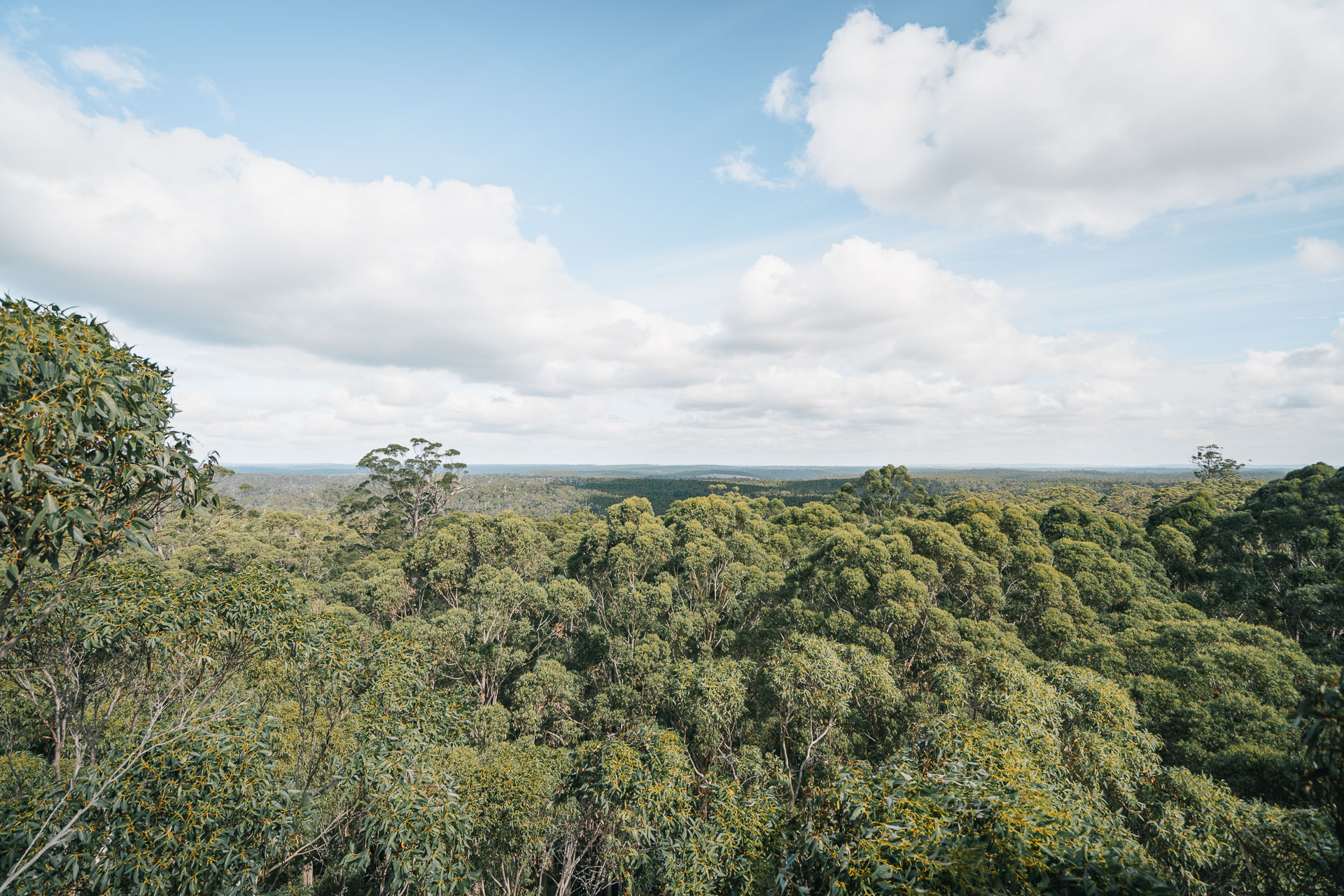 Cloucester Tree - Pemberton9- BLOGPOST HQ