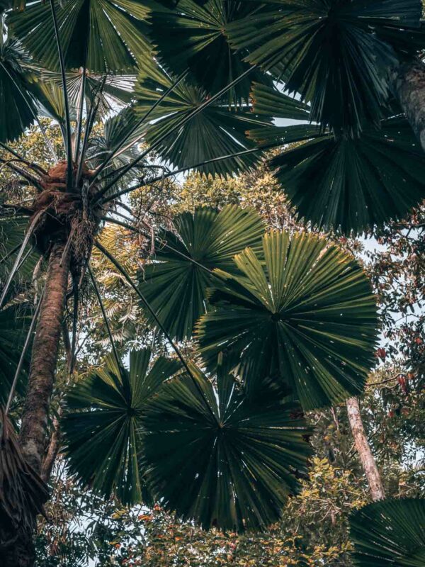 Daintree NP - Marrdja Boardwalk12- BLOGPOST HQ