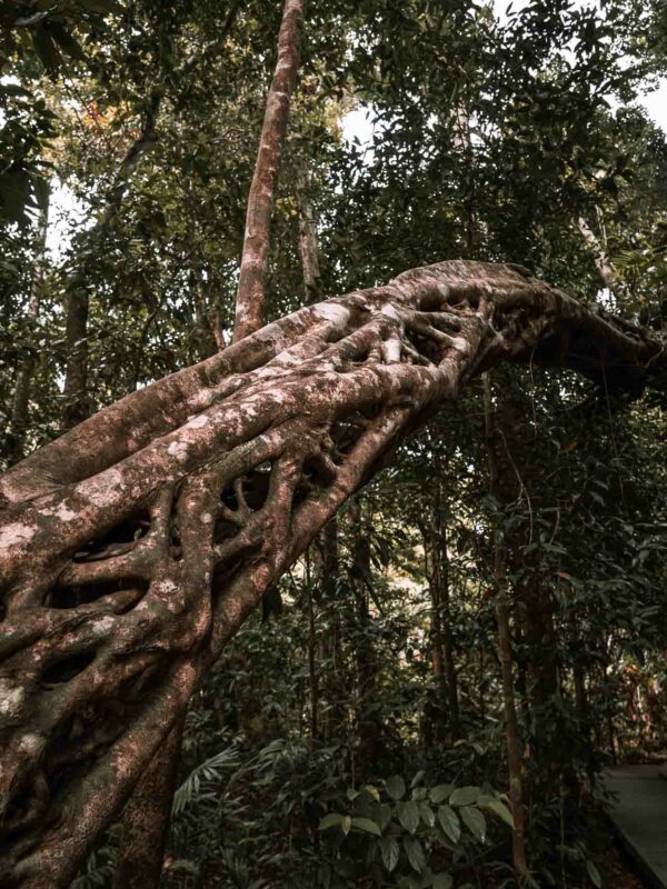 Daintree NP - Marrdja Boardwalk3- BLOGPOST HQ