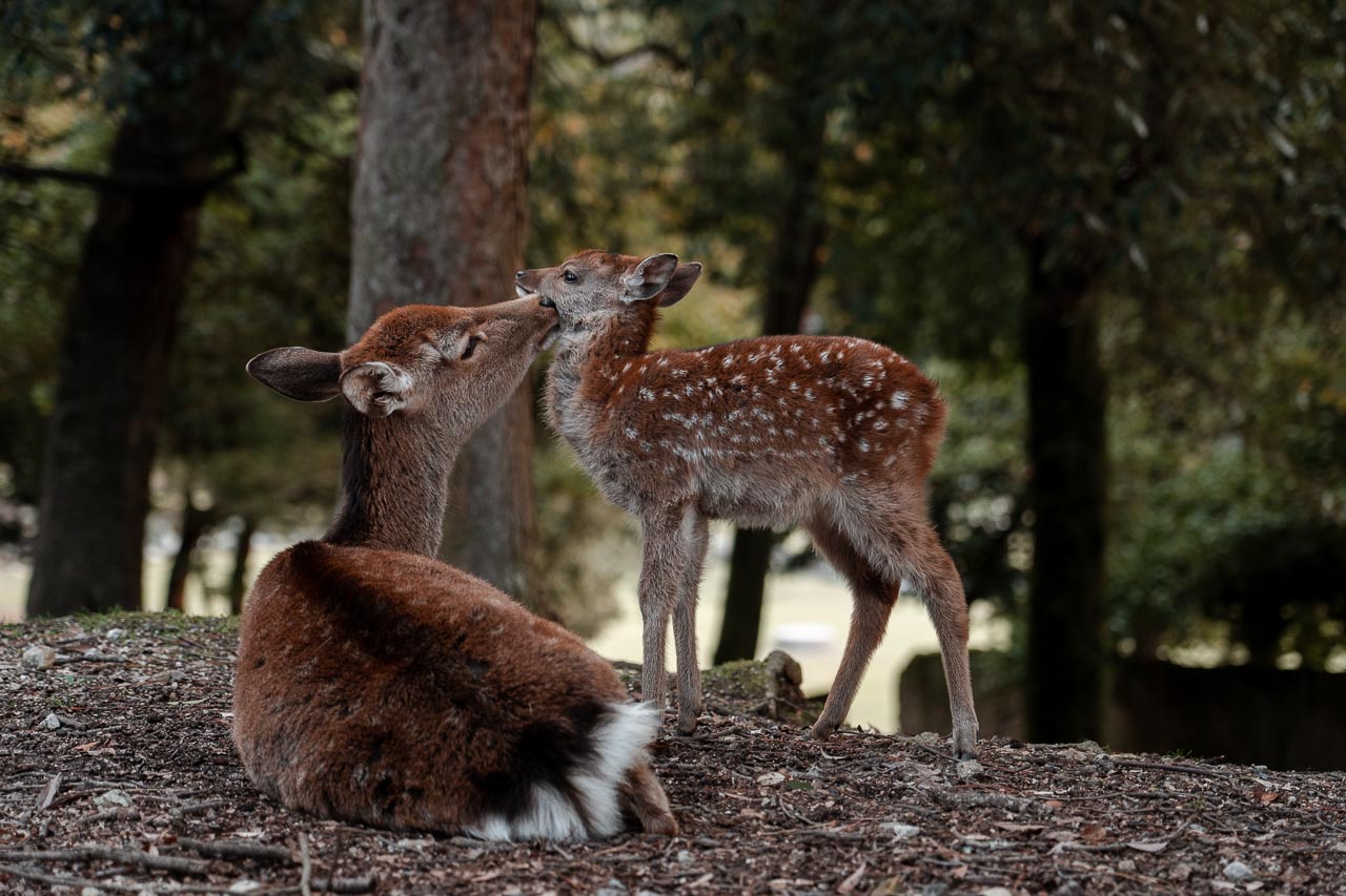 Japan - Nara Park-1