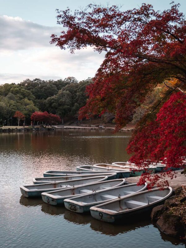 Japan - Nara Park - sunset-1