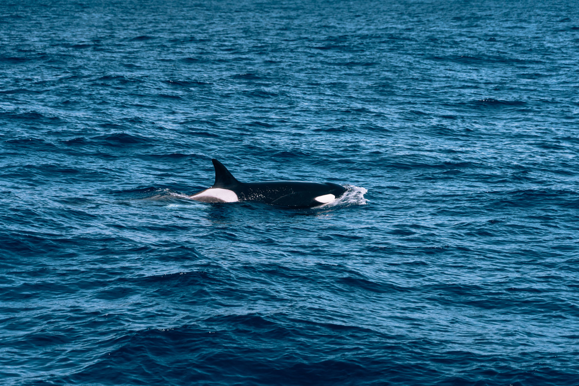 Whale Watch Western Australia147- BLOGPOST HQ