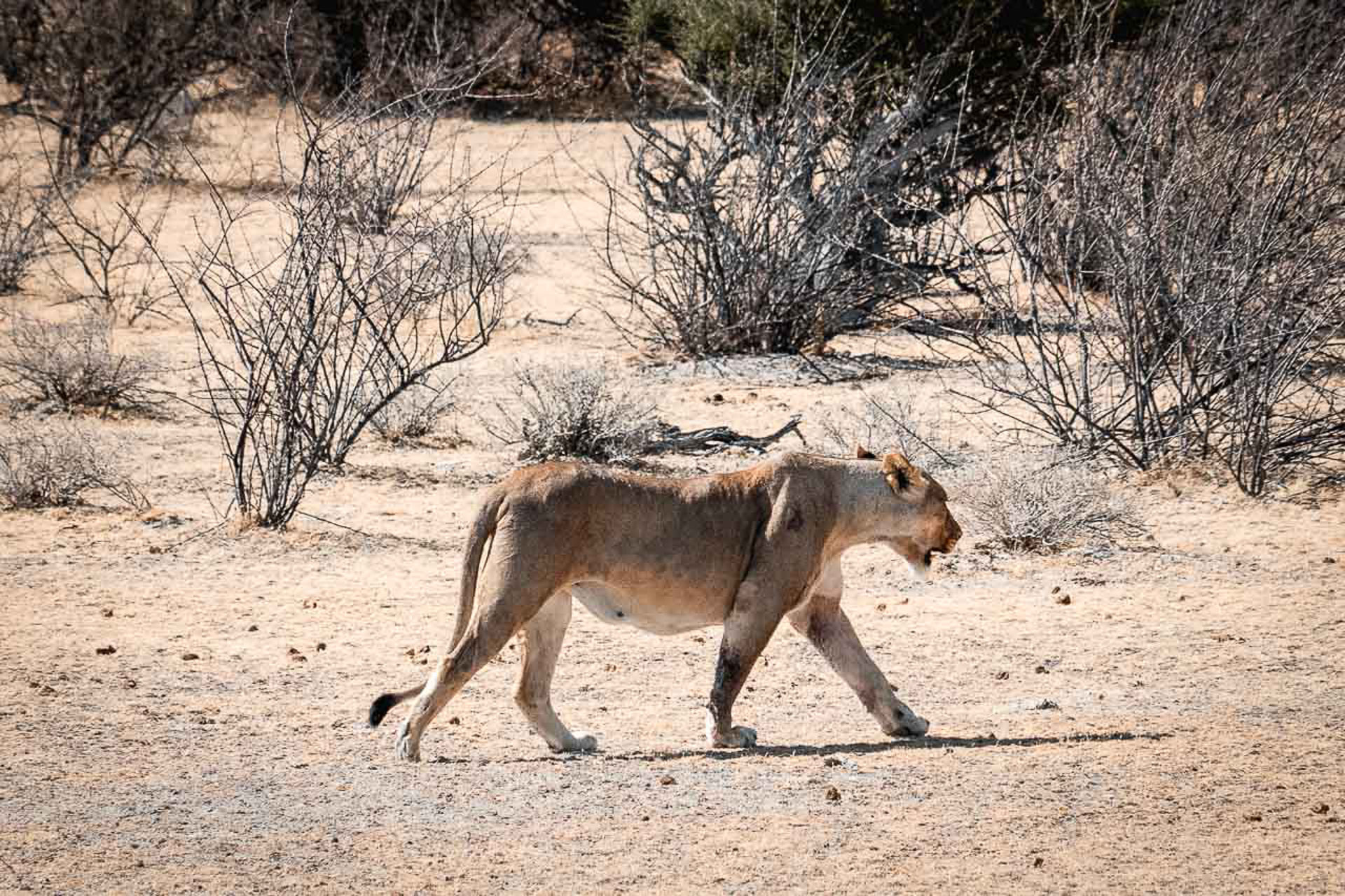 Camping in Namibia