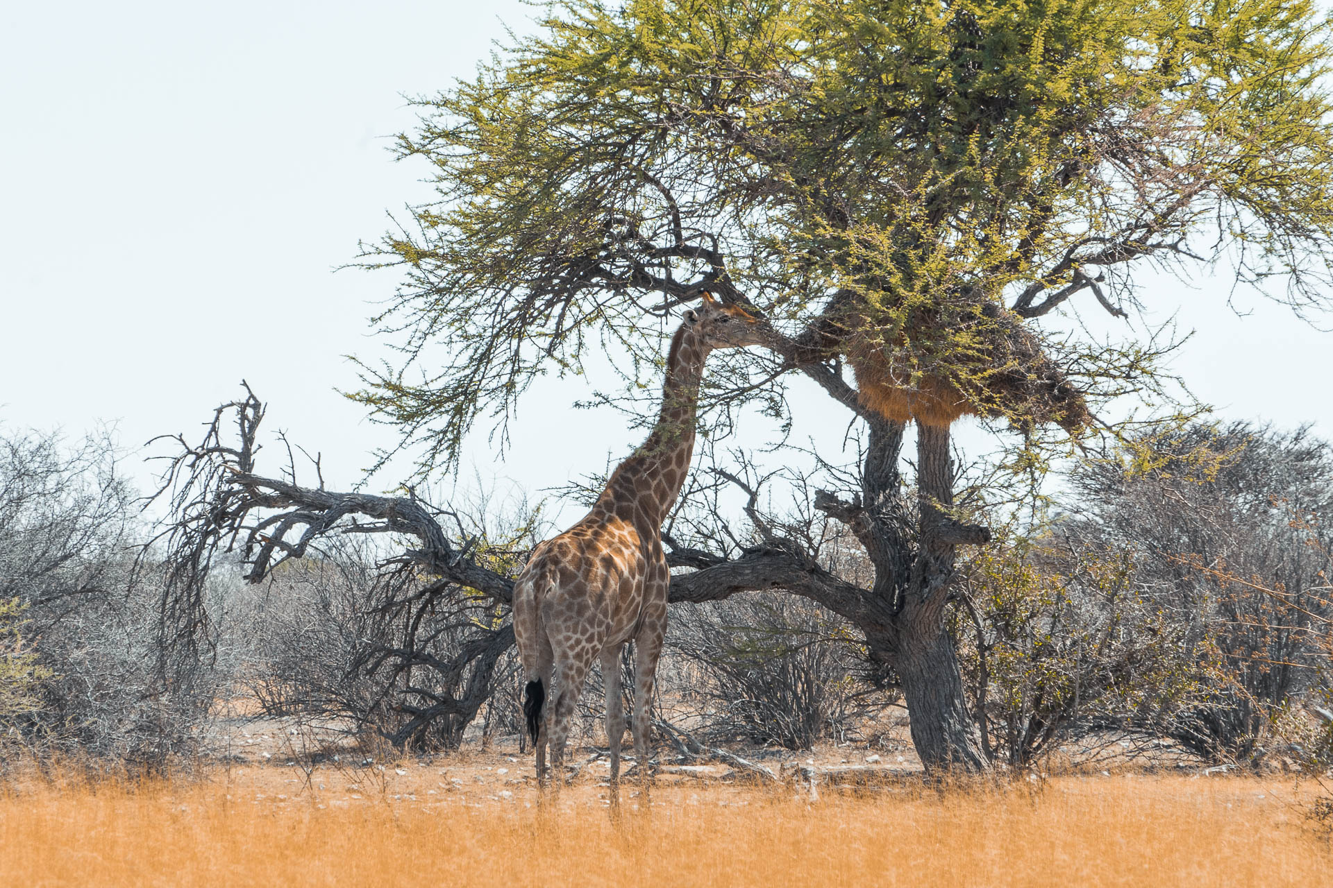 Self-drive Namibia Budget