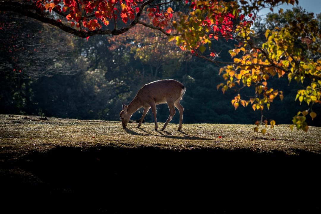 Day trip to Nara from Kyoto