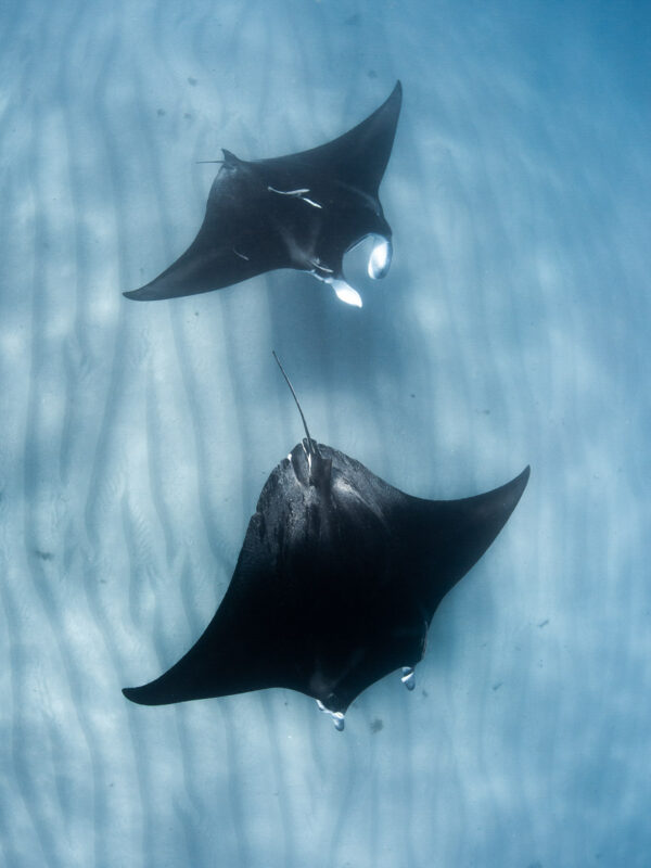 Coral Bay Manta Tour - BLOGPOST