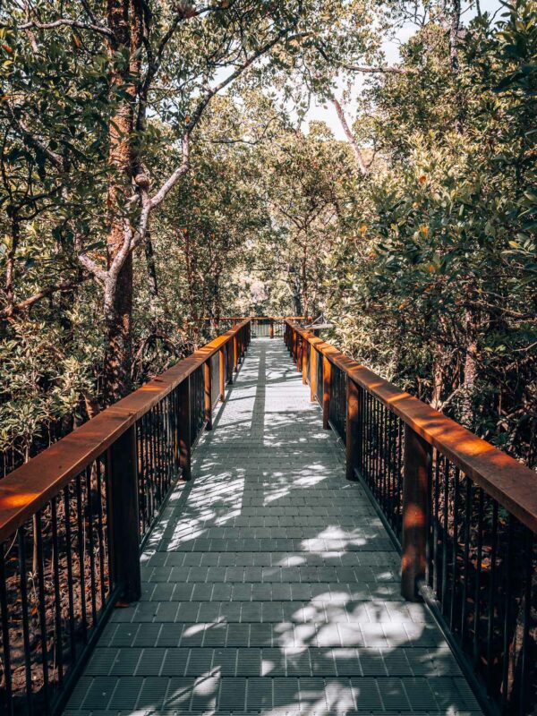 Daintree NP - Marrdja Boardwalk15- BLOGPOST HQ