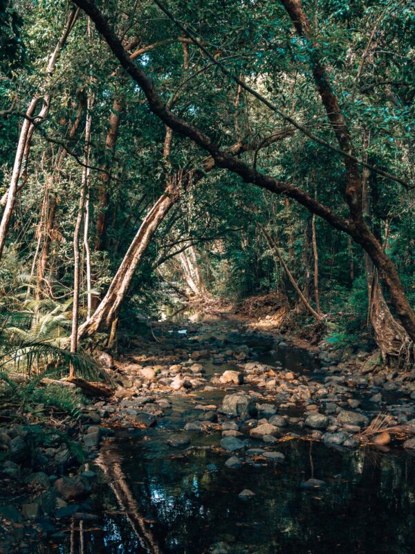 Daintree NP - Marrdja Boardwalk2- BLOGPOST HQ