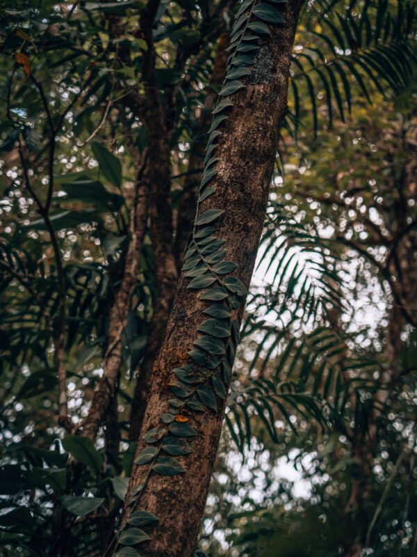 Daintree NP - Mosman Gorge Jungle and walking trail12- BLOGPOST HQ