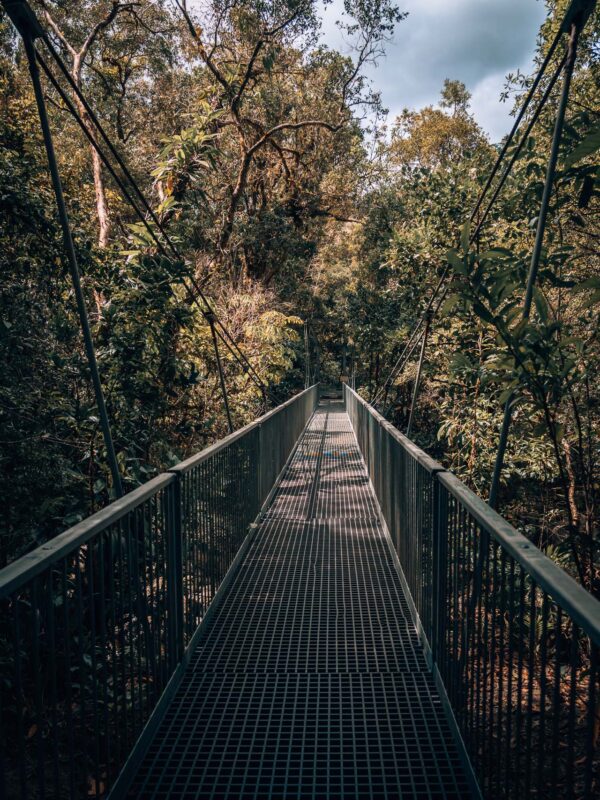 Daintree NP - Mosman Gorge Jungle and walking trail20- BLOGPOST HQ