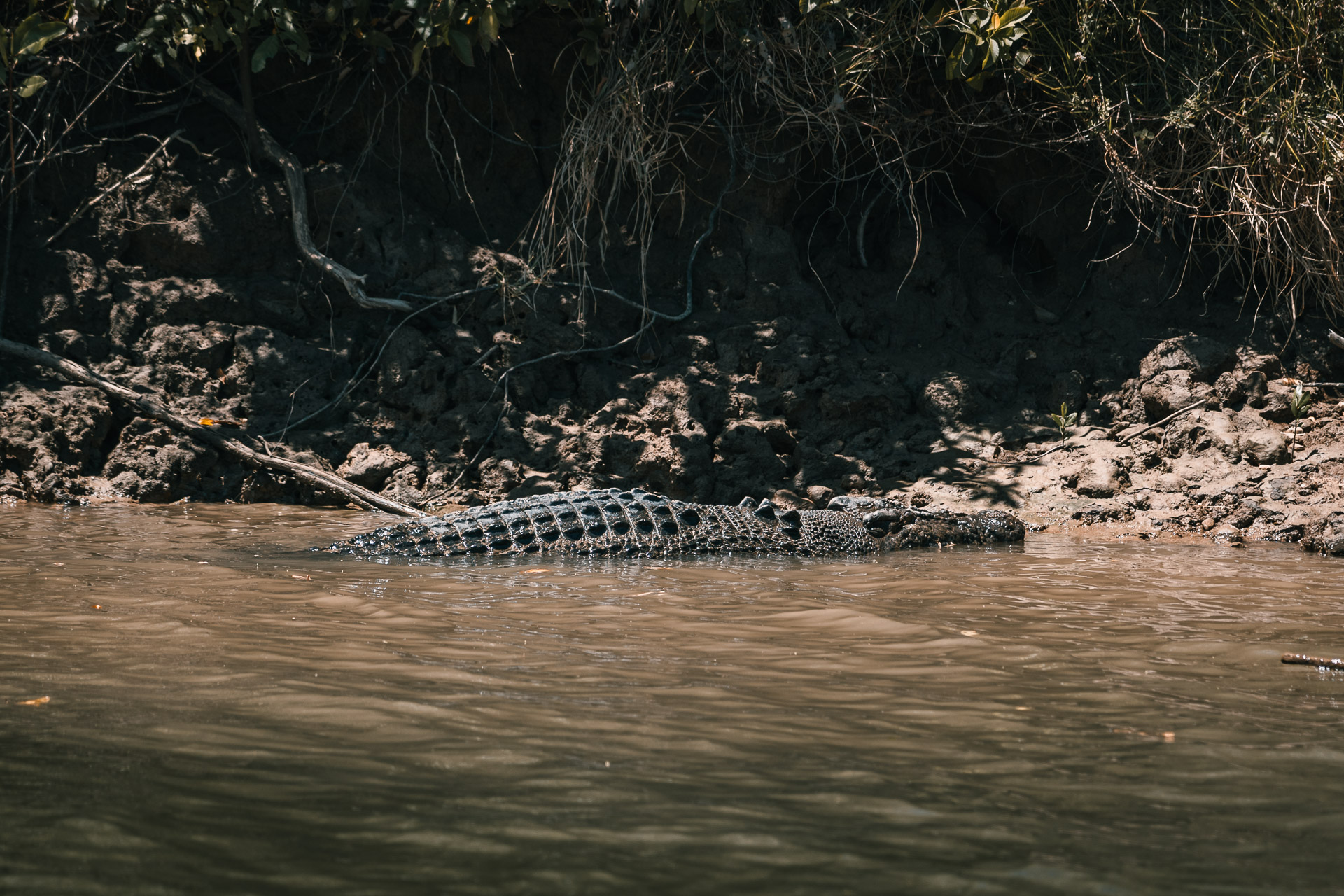 Daintree NP - Solar Whisper Wildlife and Crocodile Cruises on the Daintree river52- BLOGPOST HQ