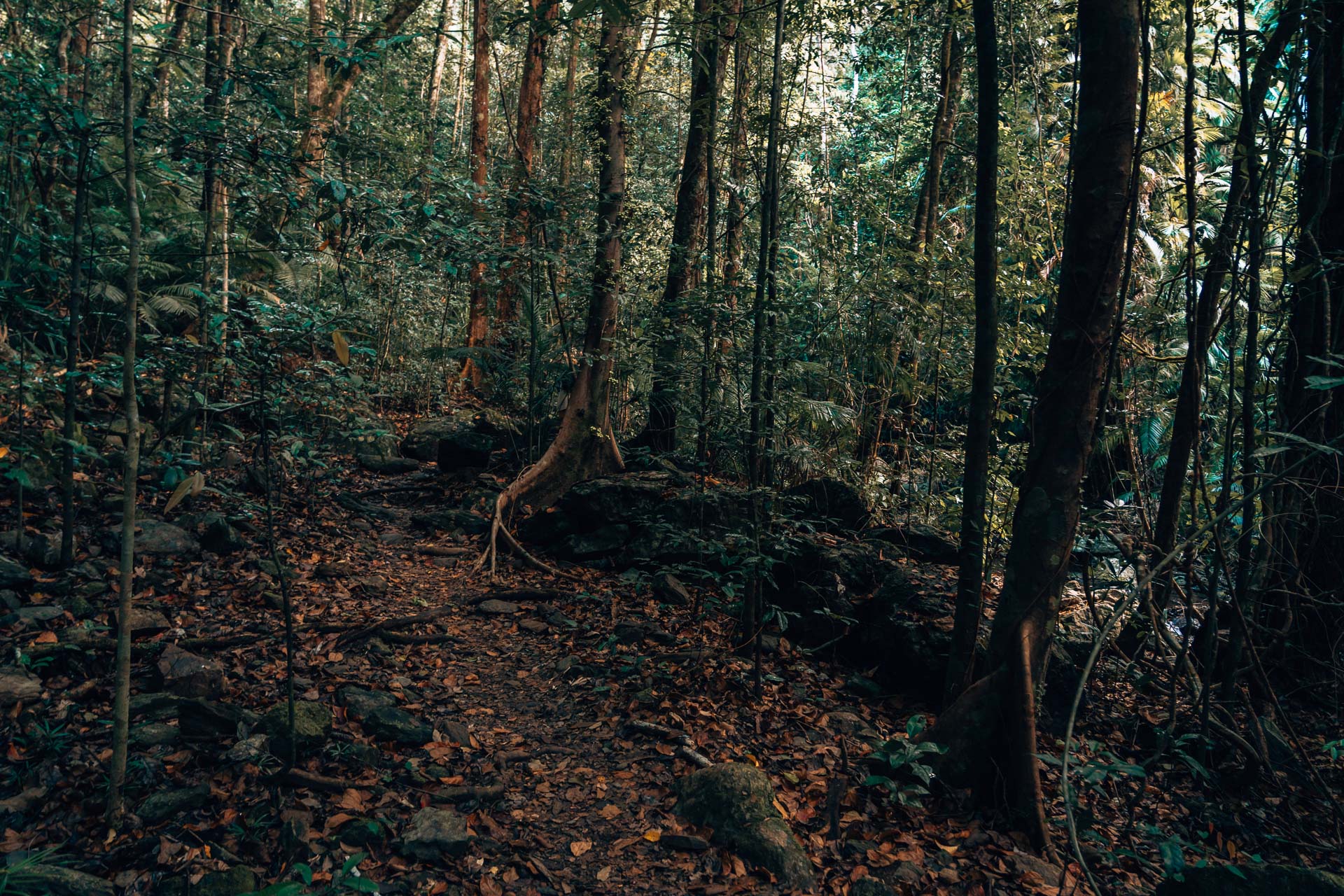 Fairy Falls - Daintree NP2- BLOGPOST HQ