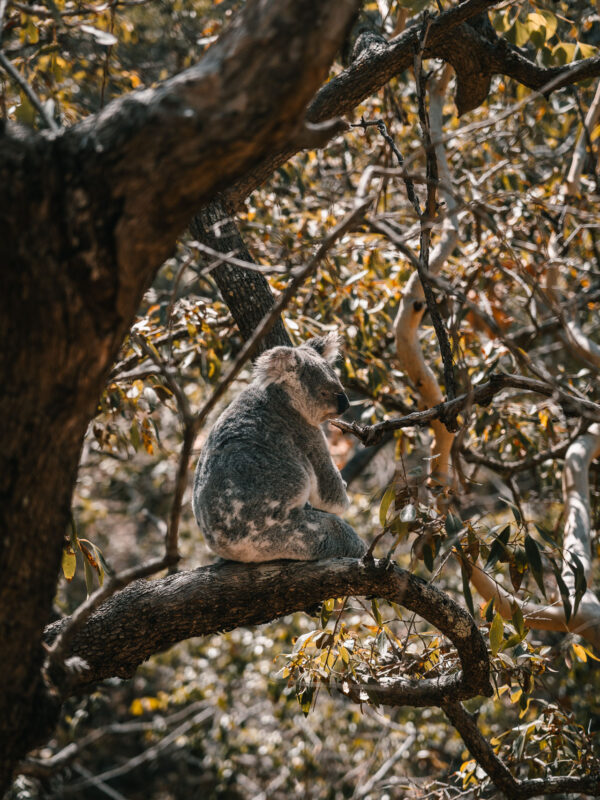 Koala at Magnetic Island8- BLOGPOST HQ