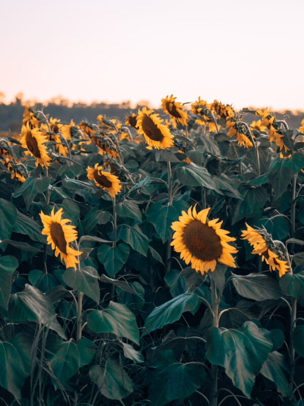 Sunflower fields - Cambooya177- BLOGPOST HQ