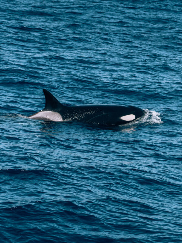 Whale Watch Western Australia146- BLOGPOST HQ