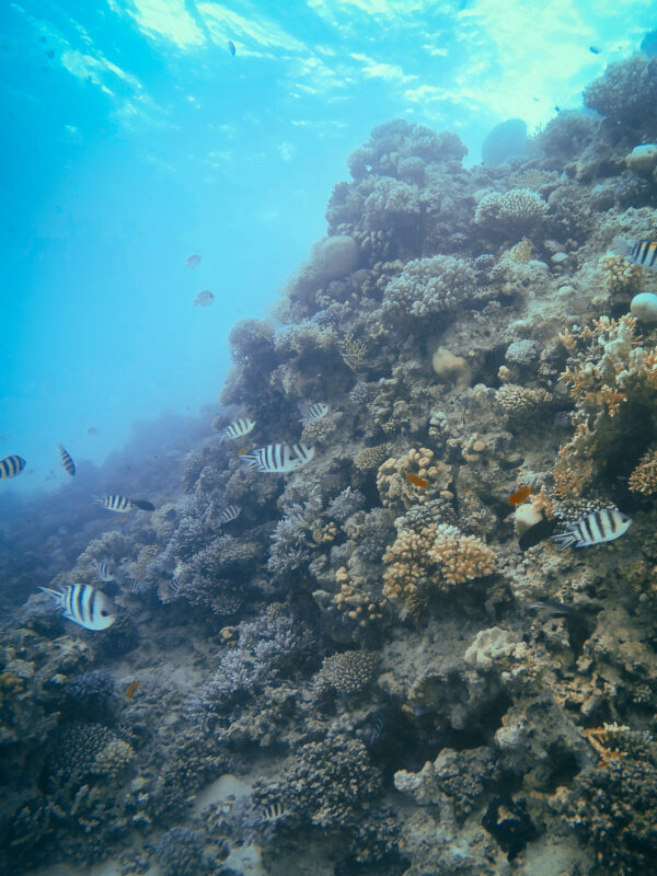 Hurghada - Red Sea Diving