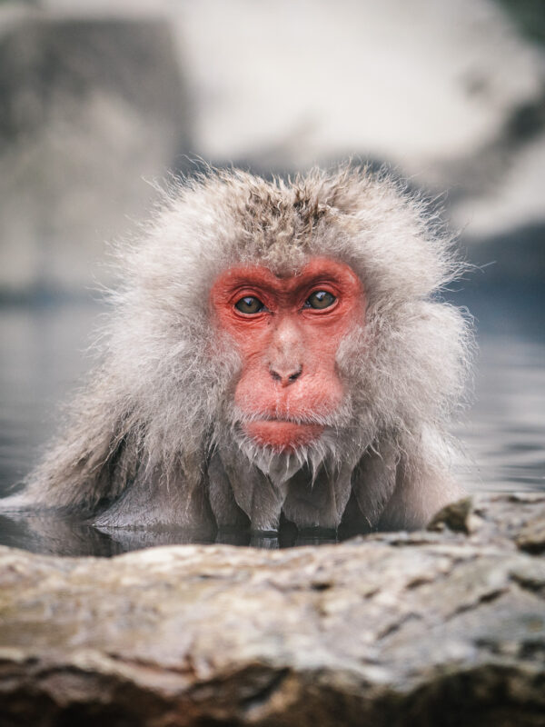 Chubu - Snow Monkey Park206- BLOGPOST HQ