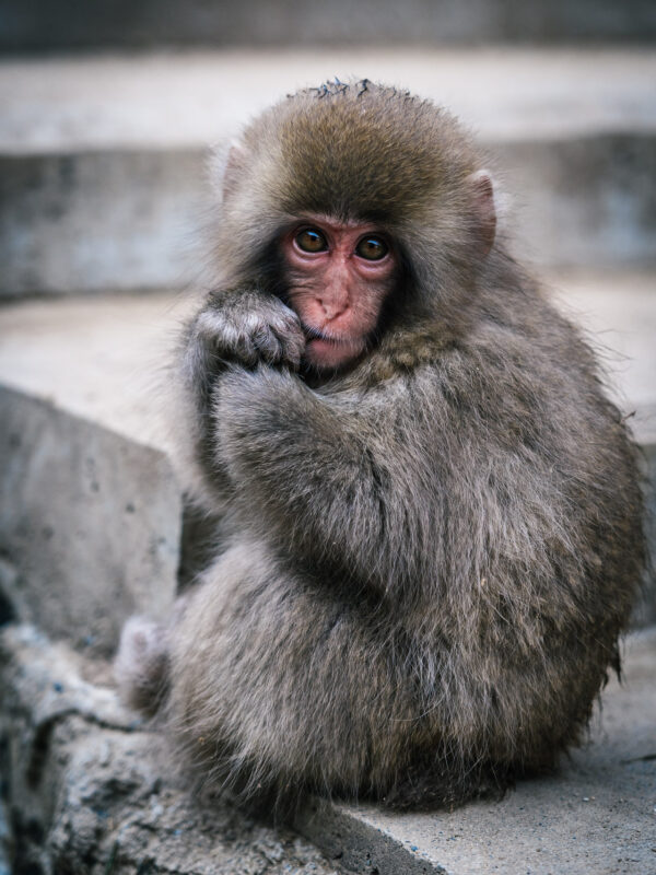 Chubu - Snow Monkey Park47- BLOGPOST HQ