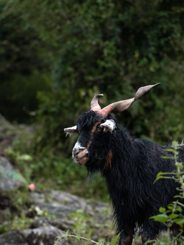 Ghorepani Poon Hill trek