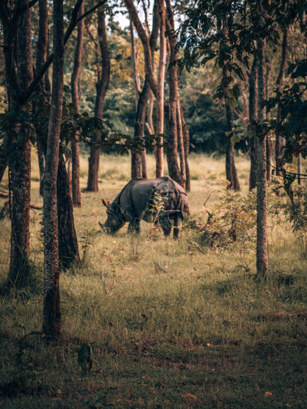 Nepal - Chitwan - Chitwan National Park27- BLOGPOST HQ