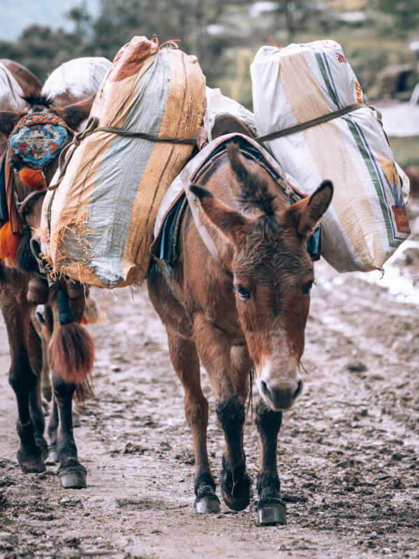 Nepal - Pokhara - Poonhill Trek43- BLOGPOST HQ