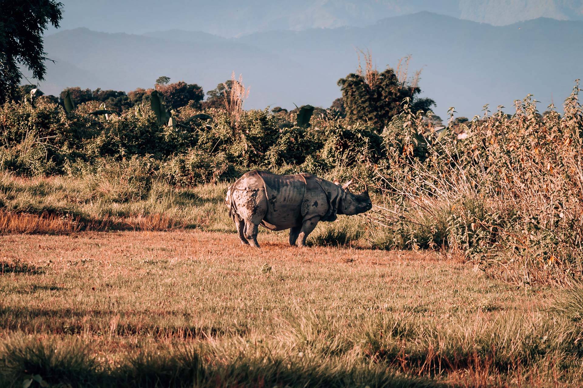 Nepal - Chitwan - Chitwan National Park17- BLOGPOST HQ