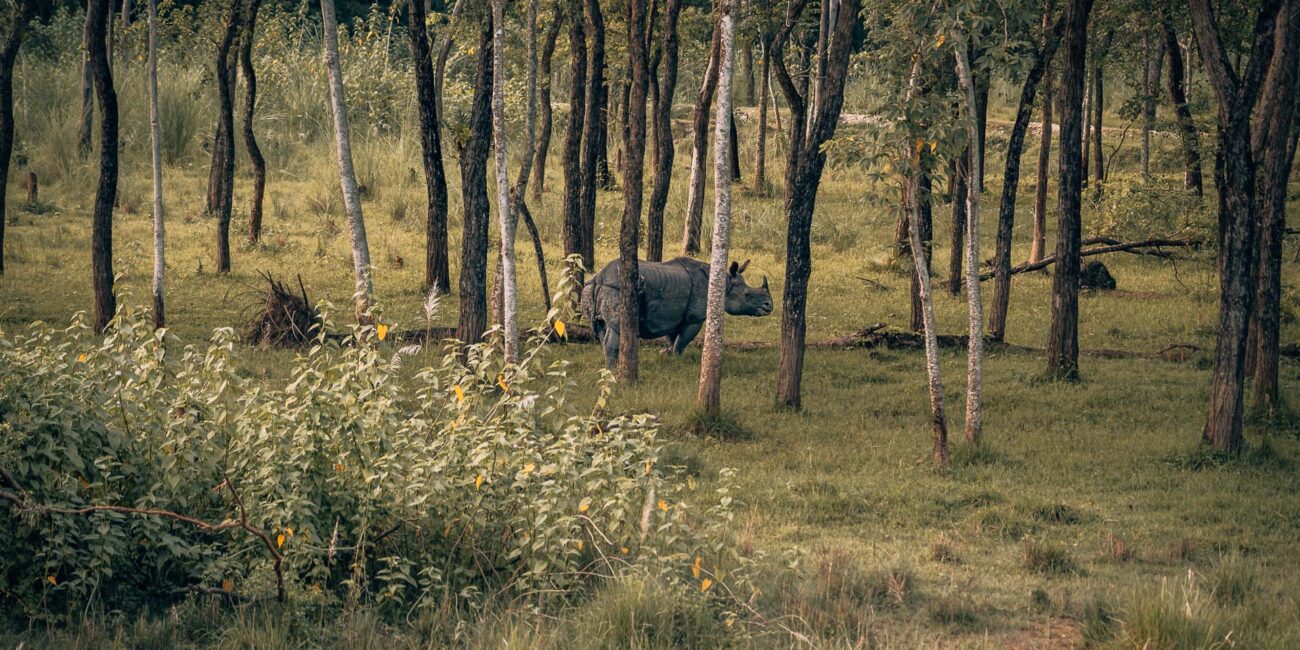 A jungle safari in Chitwan National Park - 6 awesome reasons to add this to your bucket list