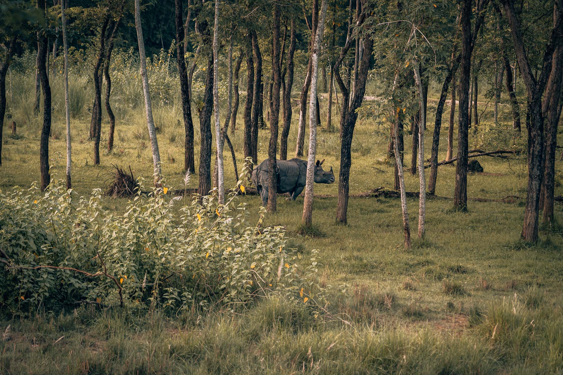 A jungle safari in Chitwan National Park - 6 awesome reasons to add this to your bucket list