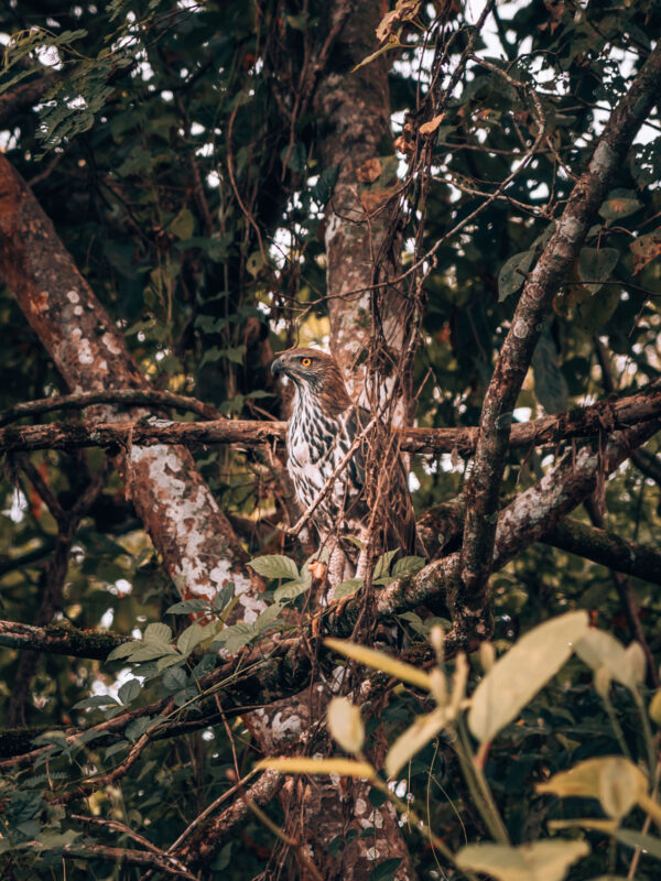 Nepal - Chitwan - Chitwan National Park35- BLOGPOST HQ