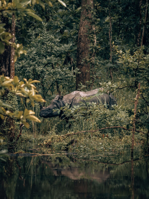 Nepal - Chitwan - Chitwan National Park39- BLOGPOST HQ-2