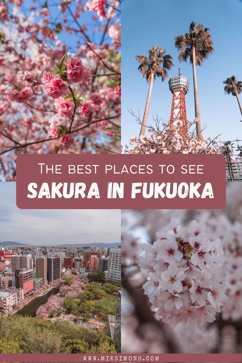 9 x the best places to see cherry blossoms in Fukuoka1
