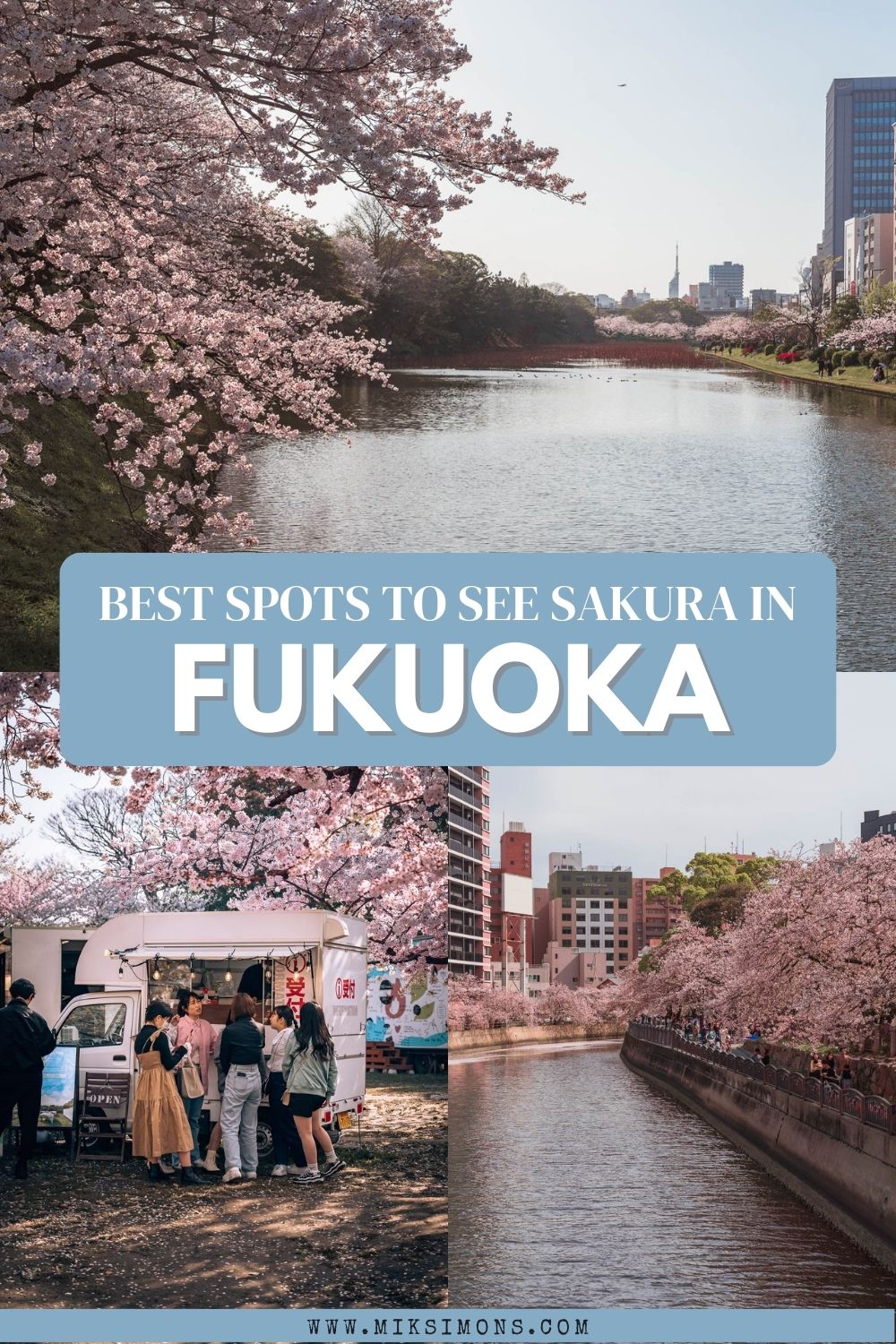 9 x the best places to see cherry blossoms in Fukuoka3