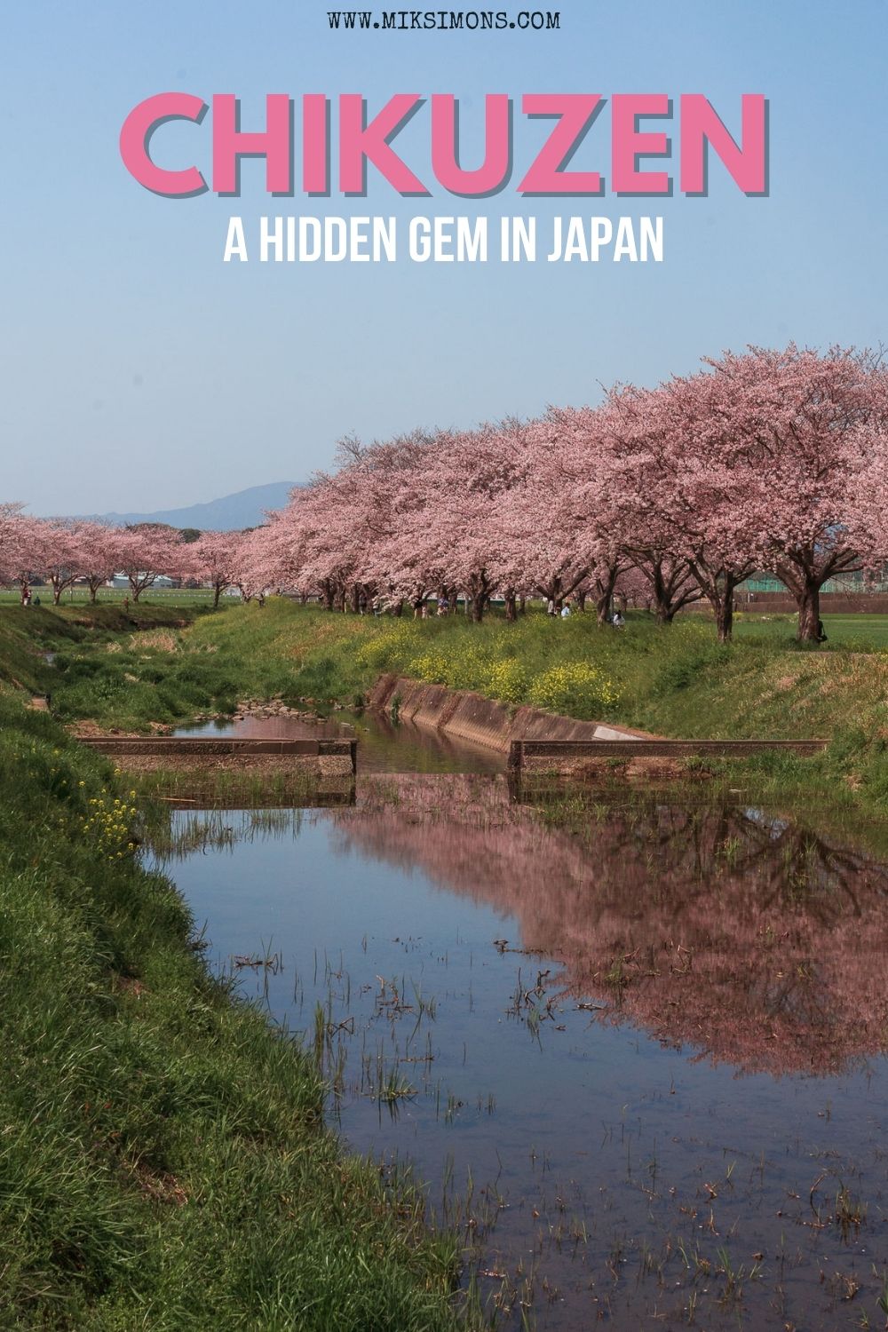 Chikuzen - A hidden gem to see beautiful cherry blossoms in Japan1
